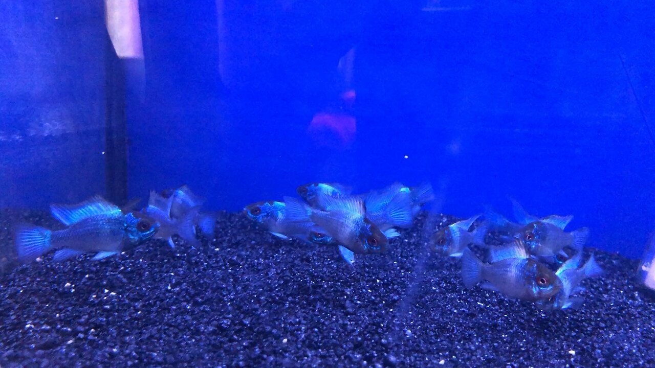 Aqua life