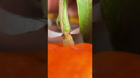 Best Oddly Satisfying Video for Stress Relief #Shorts #oddlysatisfying #relaxing #asmr(1)