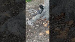 Squirrel Eating Nuts Out of a Pinecone