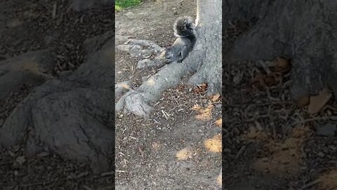 Squirrel Eating Nuts Out of a Pinecone