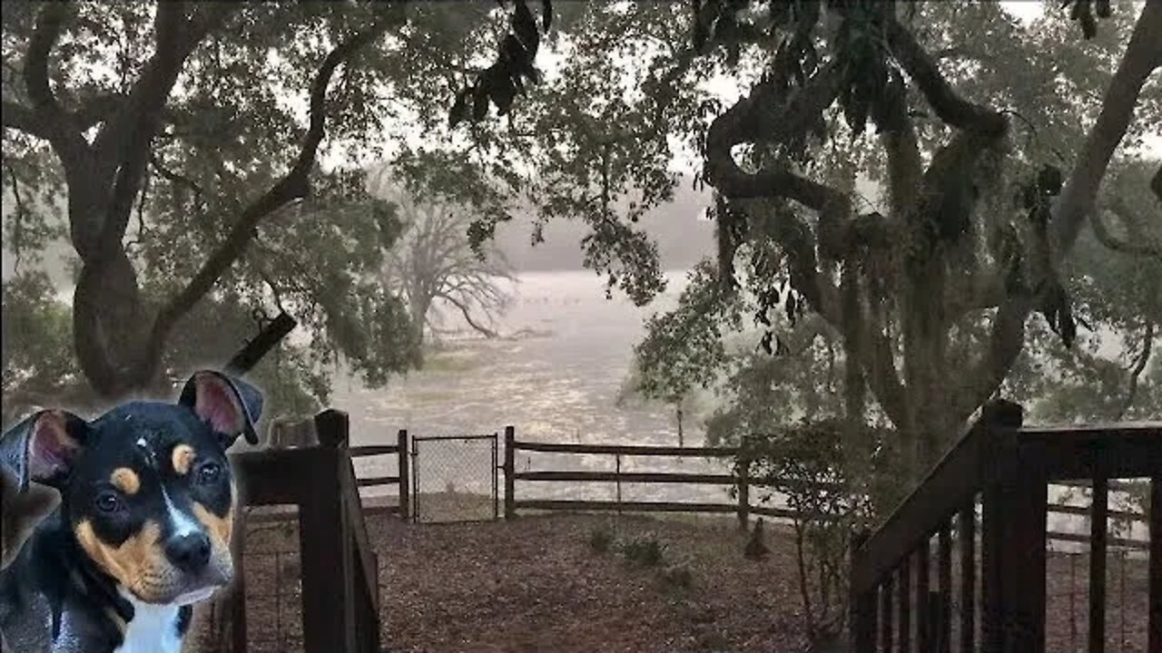Desensitizing a Puppy to HEAVY Thunderstorms using Positive Association (starring Libby!)