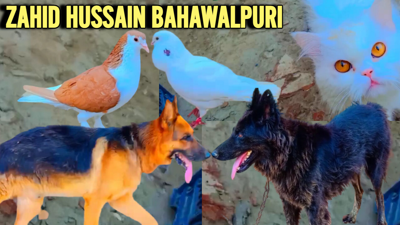 ZAHID HUSSAIN VLOG @zahidhussainbahawalpuri https://youtu.be/zZsn1rhHMjc via @YouTube