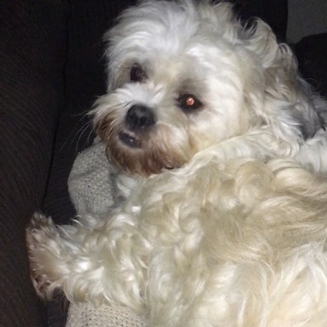 Frustrated vocal dog just wants a bone!