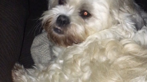Frustrated vocal dog just wants a bone!
