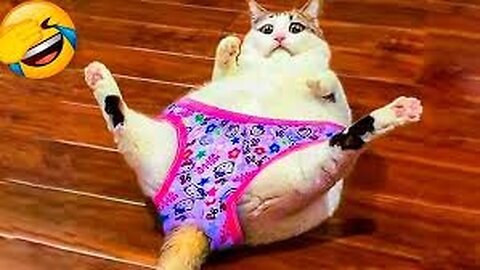 Try not to laugh || Funny Animal || Animal Worl P1