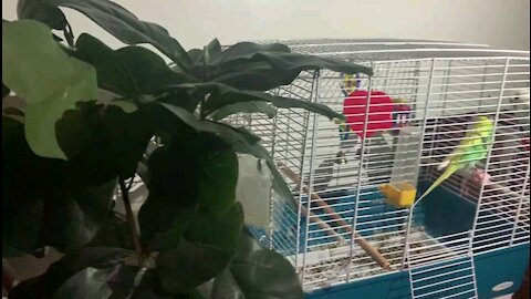 Birds Budgies in home