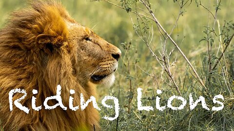 Riding Lions