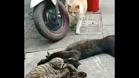 Funny Scaredy Cats