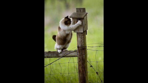 This cat is trying to get to this bird, which is funny