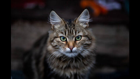 Cute cat shorts HD