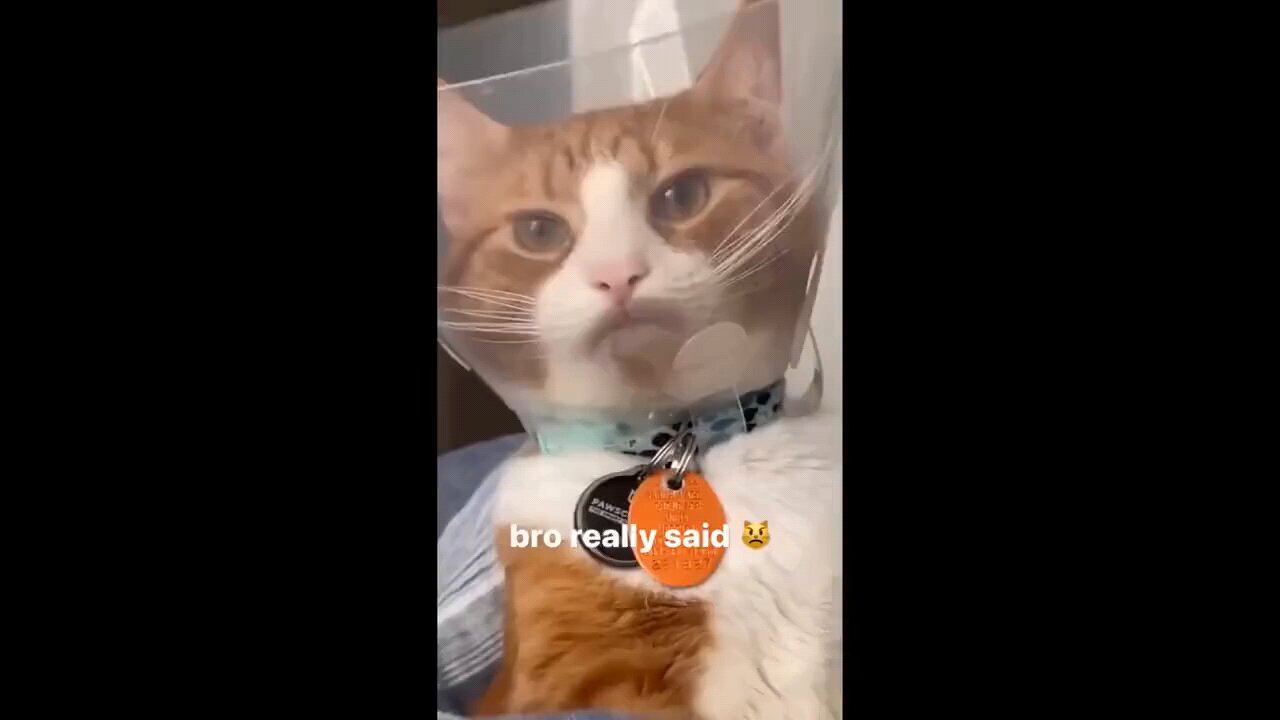 cat funny videos π
ππππππΊπΊπ