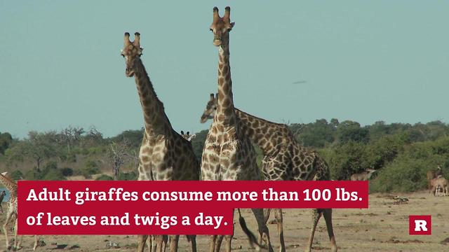 Insane Animal Facts | Rare Animals