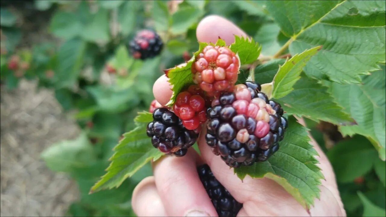 Calico: Not a good Blackberry color!