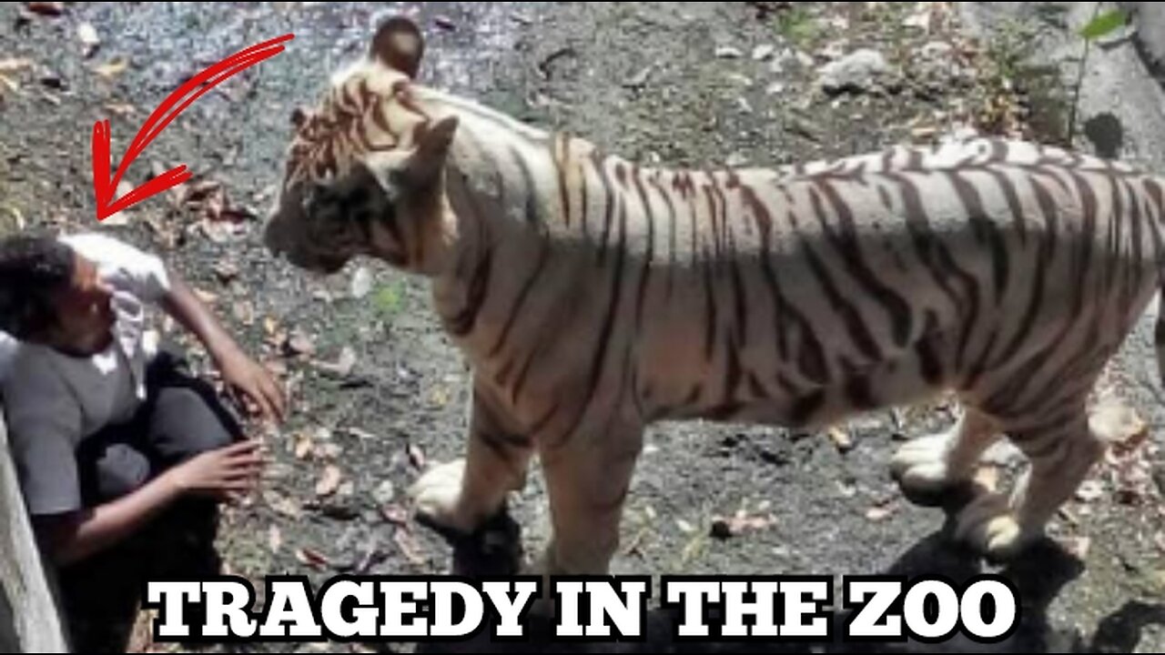 Tragedy at the Zoo: Into the Tiger’s lair🐅