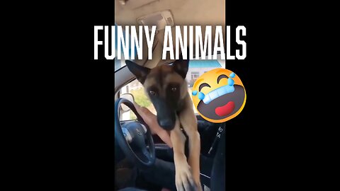 Try not to laugh🤣 Funny animals😹‖ #shorts #funnyvideos