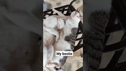 Cat's Best friend