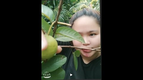 Mang harvest kami ng bayabas