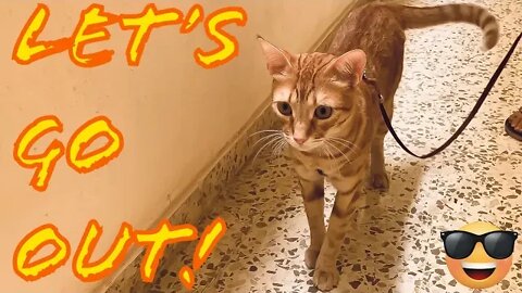 Cat On A Leash! [Sunny Demands To Go Out] 😺