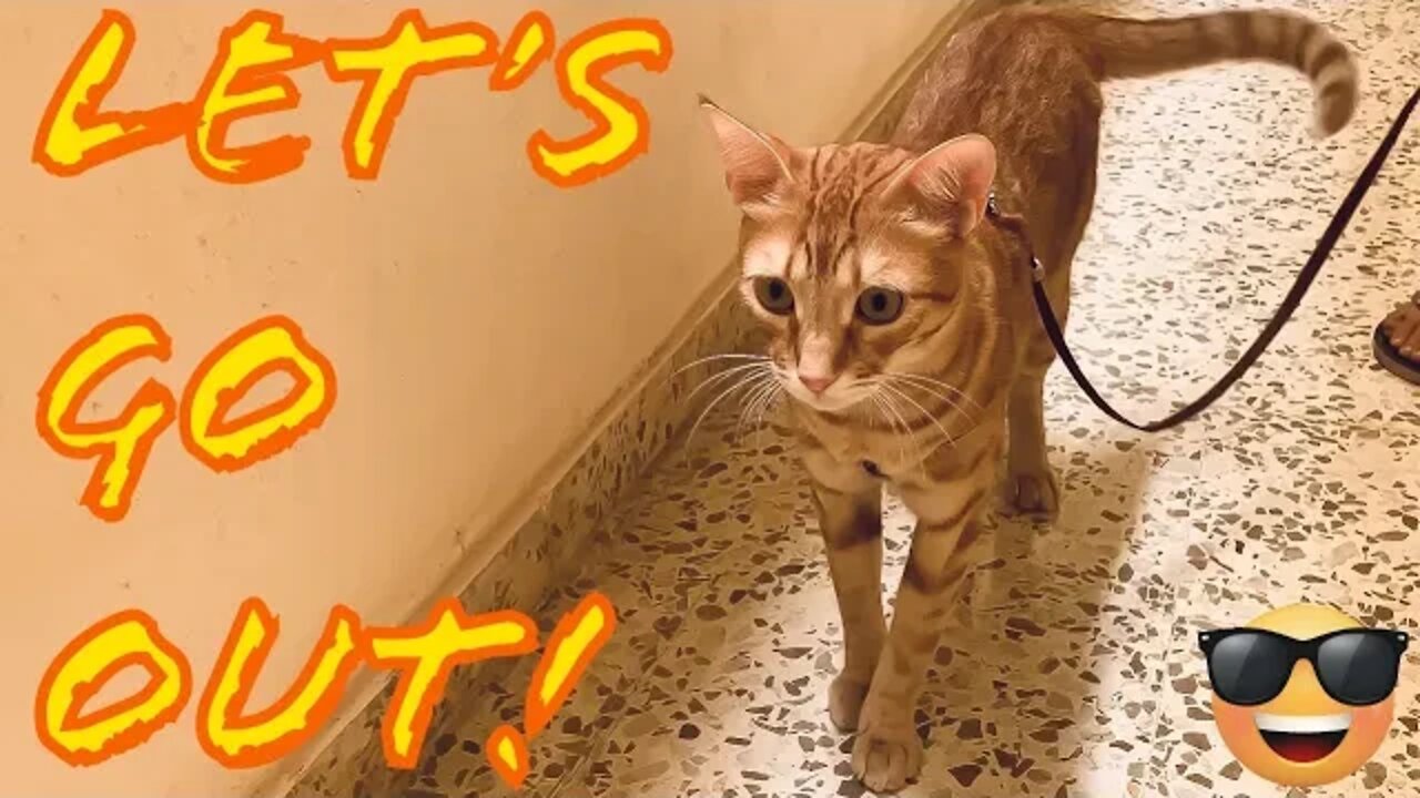 Cat On A Leash! [Sunny Demands To Go Out] 😺