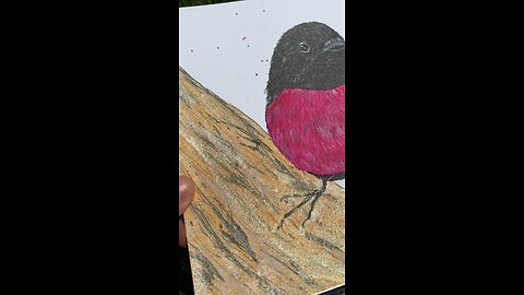 Australian Pink Robin Illustration