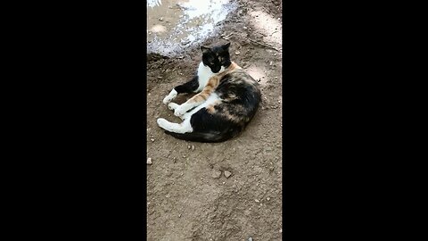 A cute and beautiful cat is resting