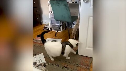 Laugh Guaranteed: This video will brighten up your day|#Funny Animals