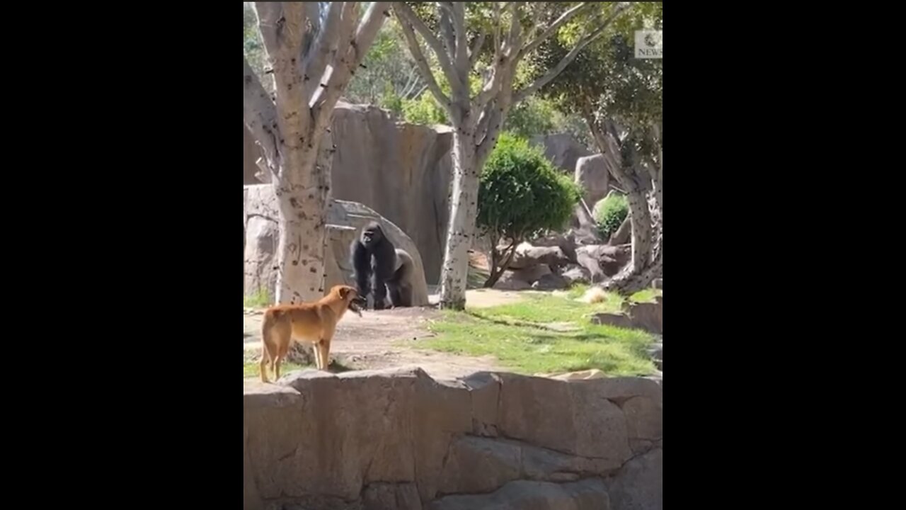 A tense scene unfolded when a dog somehow ended up in a gorilla enclosure at a zoo