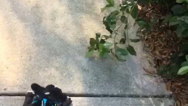 Funny french bulldog confused by bushes....
