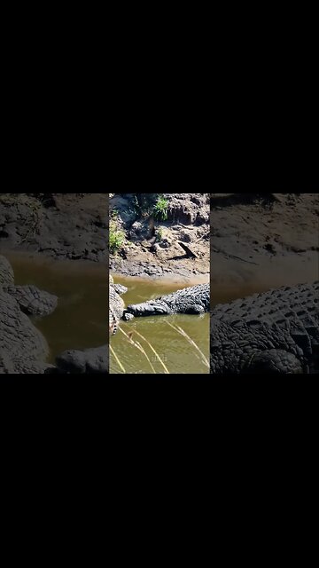 Pillow Pals? #shorts | #ShortsAfrica | #Septdailyshorts