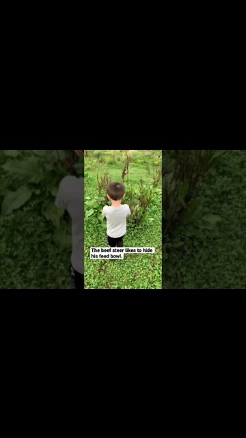 The beef steer is a troublemaker! #shorts