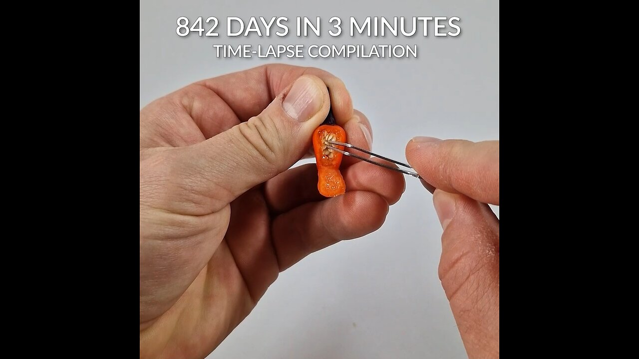 842 Days in 3 Minutes | Hydroponic Lila Luzi Chili Peter Pepper | By GlobalGigglesHub