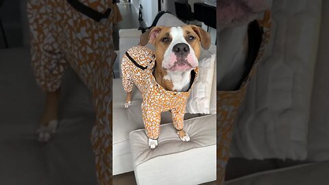 The dog says I love the rain