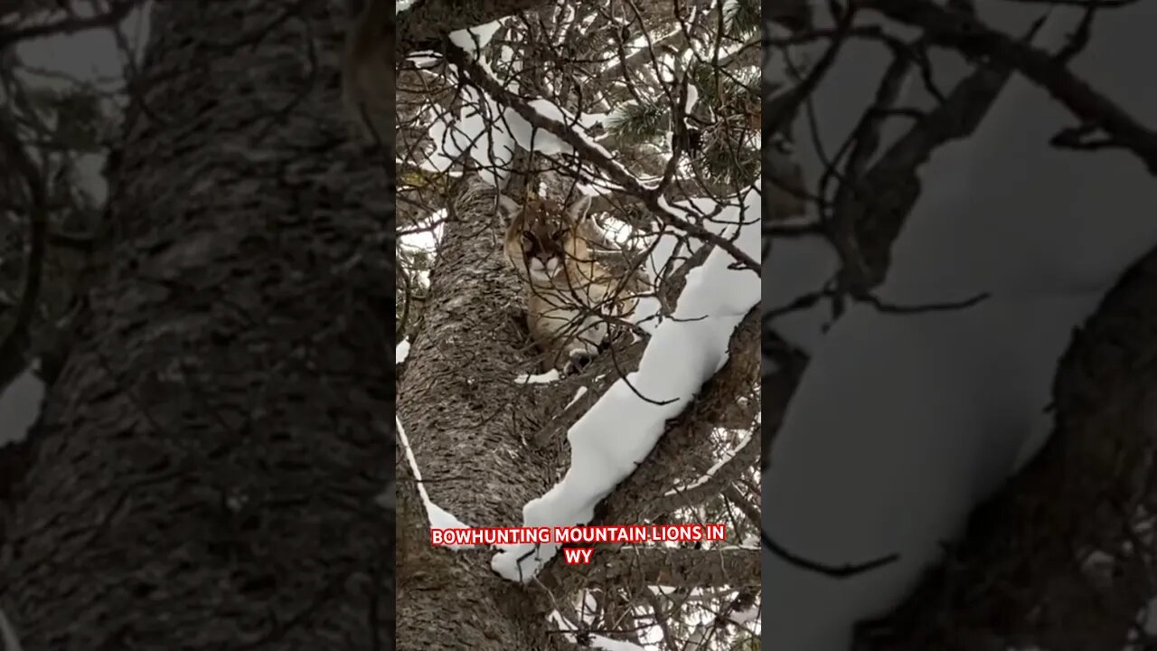 Mountain Lion Bowhunting in Wyoming #mountainlion #hunting #bowhunting