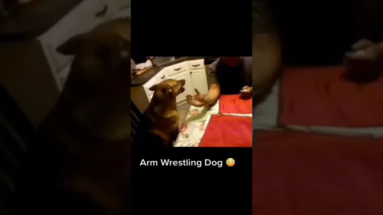 Arm Wrestling Dog (funny dog vedio) #shorts #dog #doglover