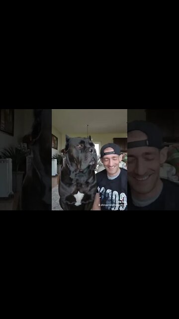 Who Eats more? #shorts #funnydogs #viral