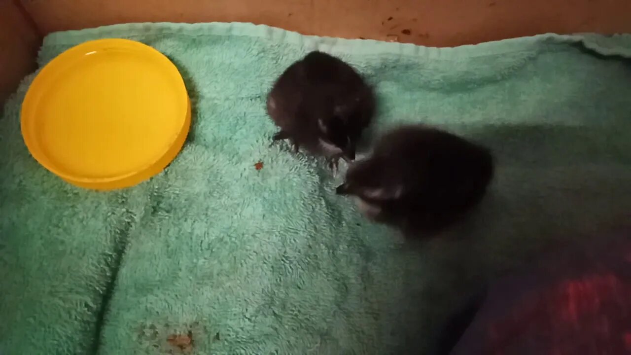 A couple of Belgian D'uccle chicks 1 and 2 days old 22nd February 2021