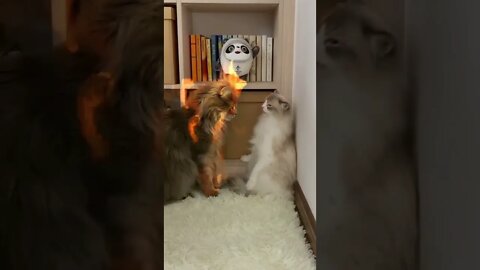 O gato sedutor
