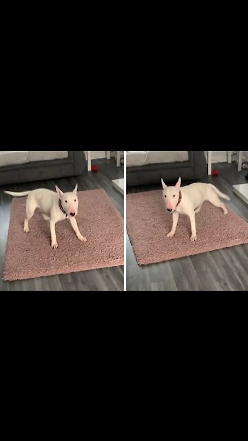 Dog starts day off with zoomies every single morning