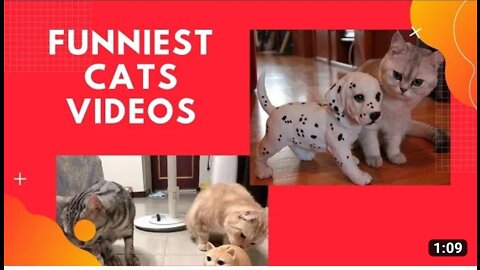 Funniest cats video