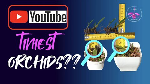 Potting up Laelia liliputana | Comparing 3 tiny orchids 🥰 #Rupicolouslaelias #Miniatureorchids