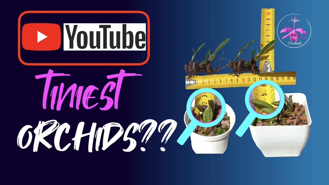 Potting up Laelia liliputana | Comparing 3 tiny orchids 🥰 #Rupicolouslaelias #Miniatureorchids