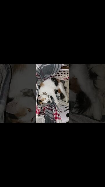 Newest Members of the Family