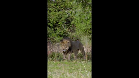 Rhino CHARGES Lion