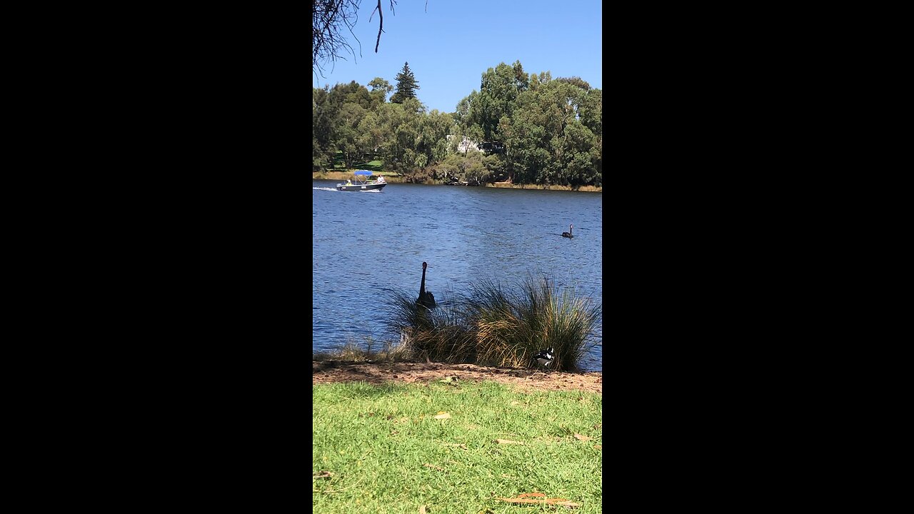 Variety of birds in one area 🙌😎🇦🇺😎🙌