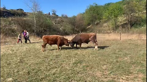 Cvijan od Varde vs Šaronja od Čelebije