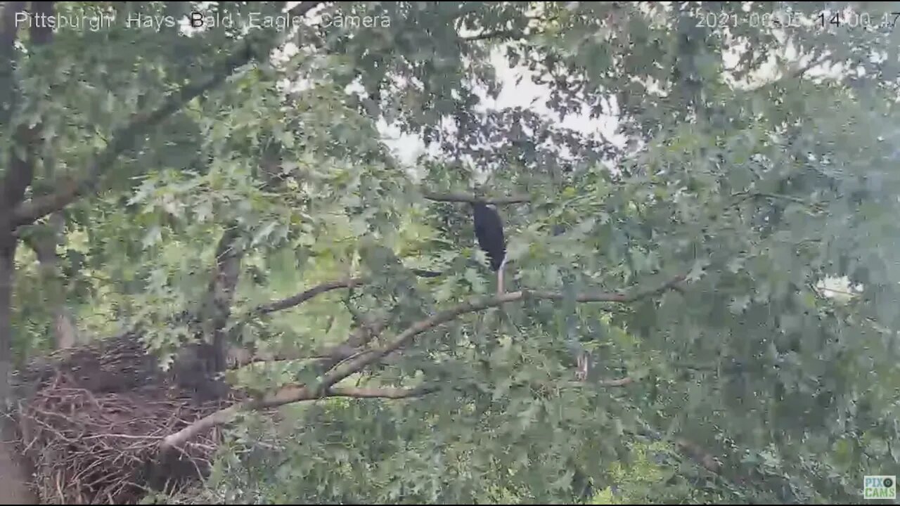 Hays Juvenile takes one giant fleap for Eagles ! 2021 06 05 14:40