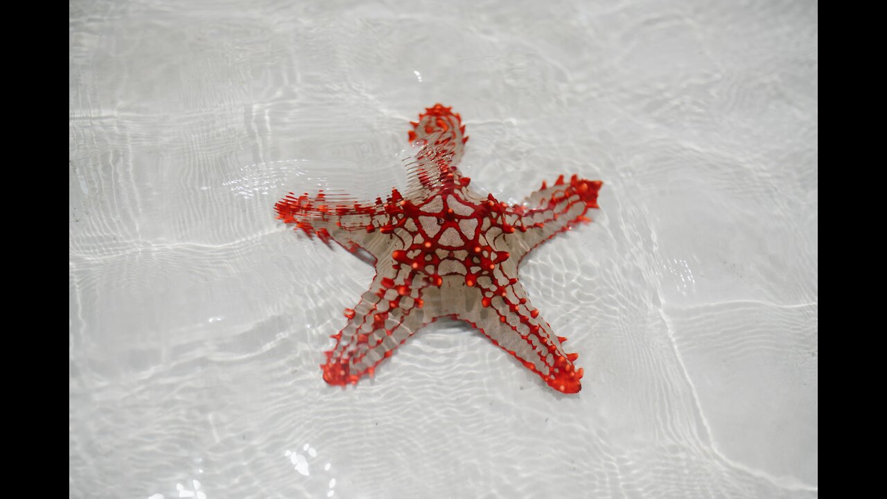 StarFish - Best Explanation of Sea Stars