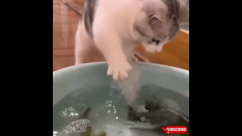 funniest funny cat🤣🙈 trending video