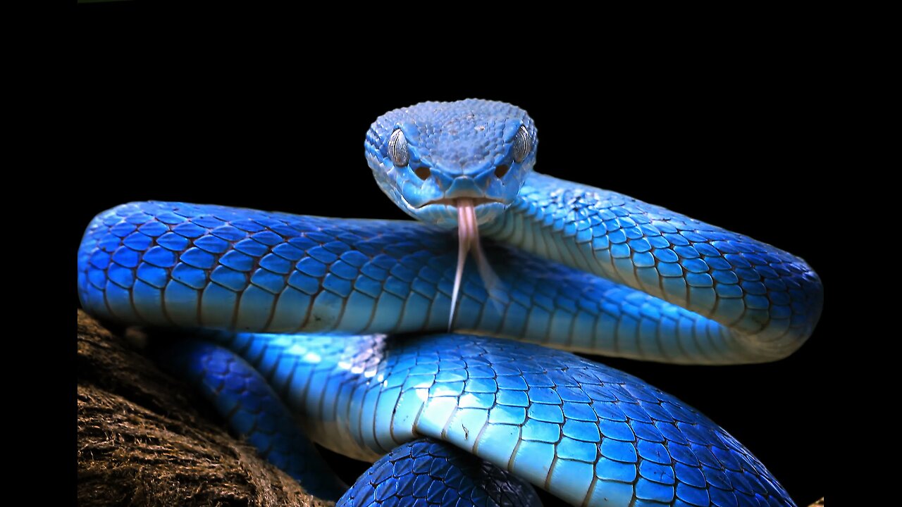 Sam is a snake feat. Avenged sevenfold