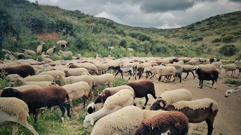 🇪🇸 POLICE, ANTS, GUITAR, SHEEP, MARKET | #vanlife